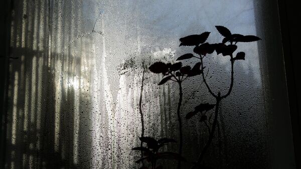 Опасности плесени: как защитить здоровье и избавиться от нее