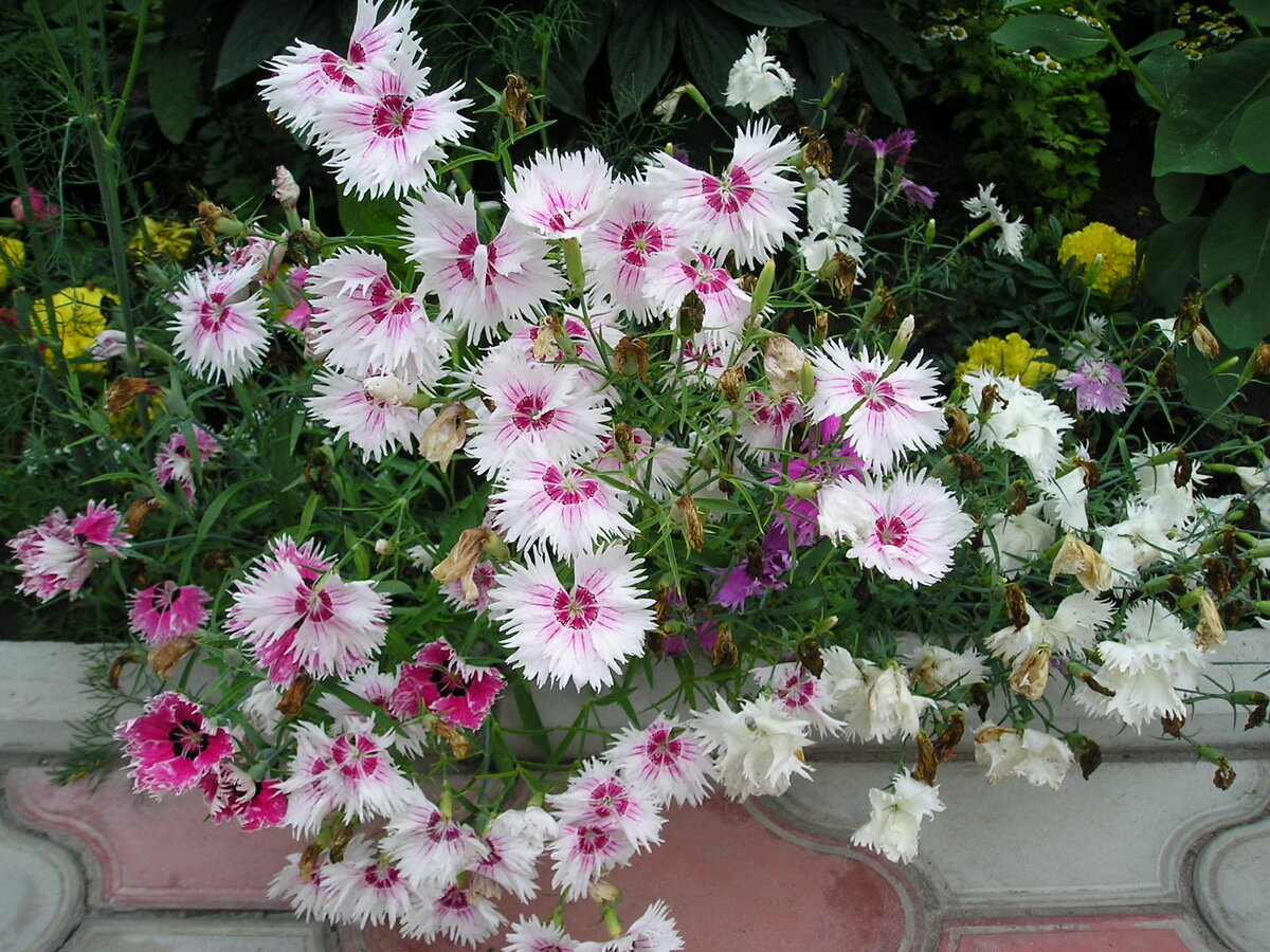 Многолетние гвоздики: как украсить ваш сад