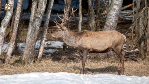 Весна на Смоленщине уверенно вступает в свои права