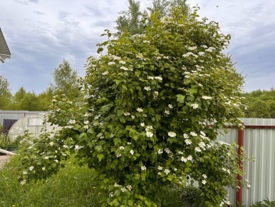 Как заботиться о калине: идеальный календарь для вашего сада