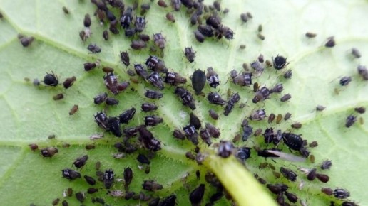 Как эффективно бороться с тлей: народные рецепты для огородников