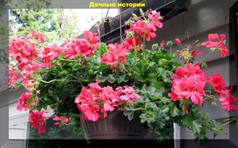 Красивые и необычные растения для подвесных кашпо: девять лучших вариантов