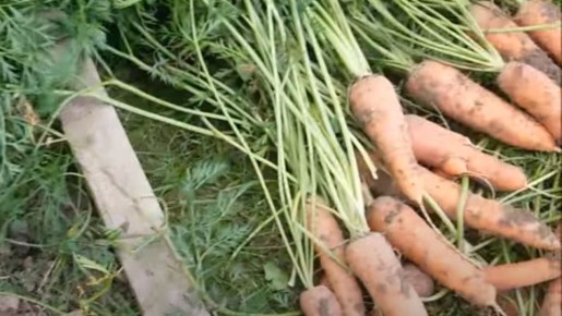 Как вырастить крупную морковь: секреты и советы