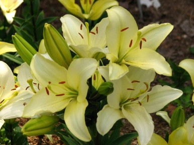 Как пересадить лилии и сохранить их красоту