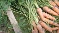 Как вырастить крупную морковь: секреты и советы