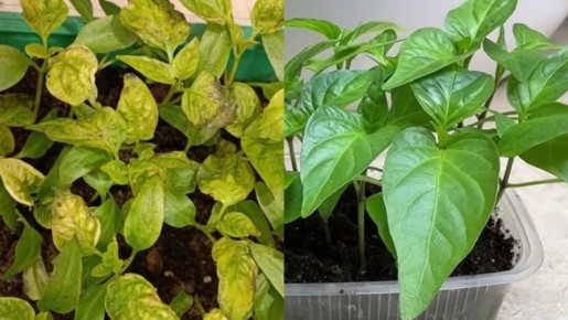 Как безопасно подкармливать рассаду: 7 эффективных рецептов