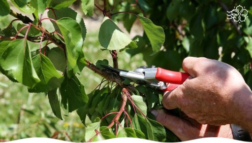 Особенности обрезки косточковых культур