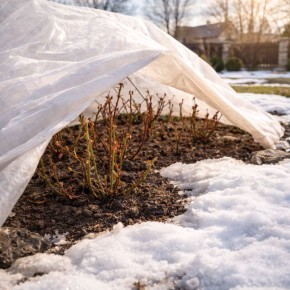 Что ожидать от роз под укрытием в марте