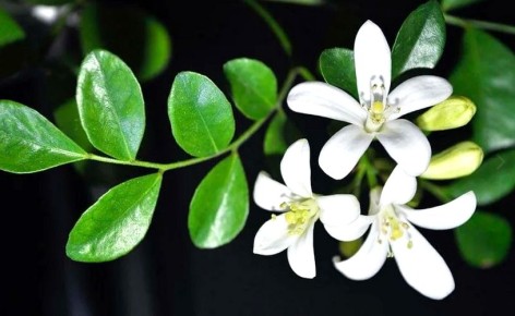 Бергамот: полезные свойства и применение этого чудесного фрукта