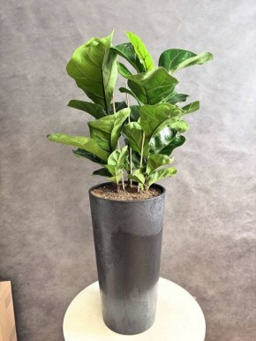 ��� ��������� ����� ������: ������� ��������� � ��������� �����