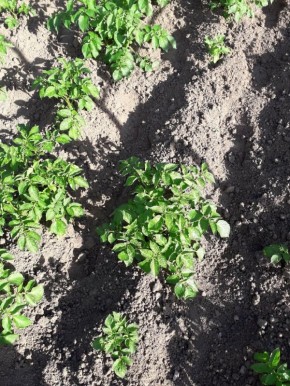 Зачем скашивать ботву картофеля перед уборкой: преимущества и советы