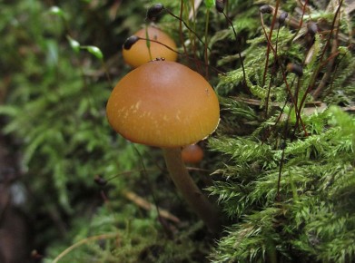 ��������: ������� ������� ��� ����� �������� �������