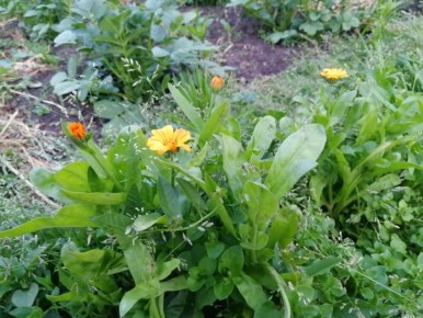 ��������: ��� ���������, ������������ � ����������