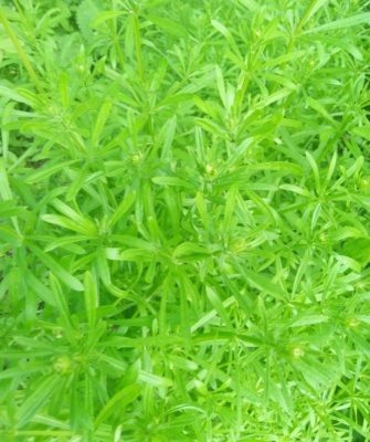 Эффективные стратегии борьбы с цепким подмаренником