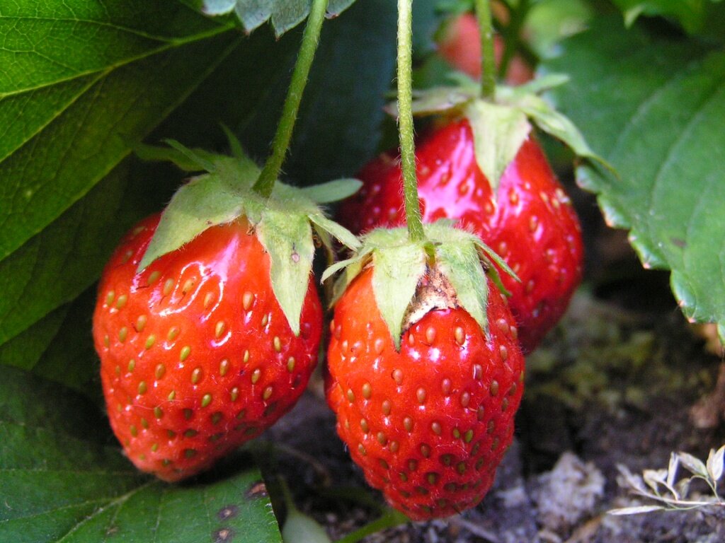 Как выбрать идеальную мульчу для клубники: лучшие варианты и советы