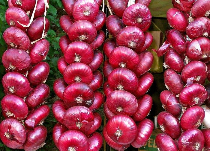 Как выбрать идеальных соседей для лука на грядке