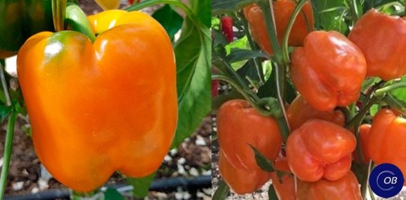 Секреты успешного выращивания сладкого перца: как ускорить его созревание