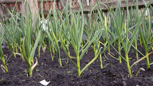 ������ � ����: ��� �������� ������ � ����� � �������� �������� ������