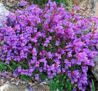 Цветочная симфония: Пенстемоны, которые украсит ваш сад