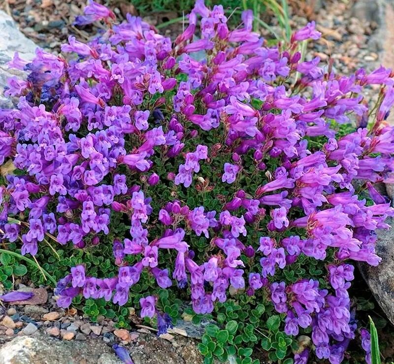 Цветочная симфония: Пенстемоны, которые украсит ваш сад