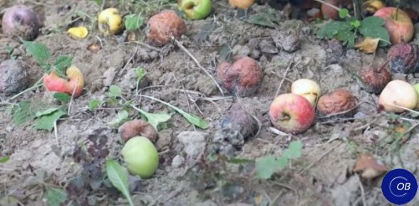 ��� ���������� ������������� ������� ������ � ����