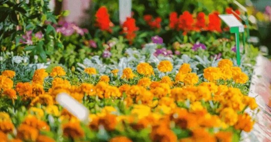 Как создать клумбу непрерывного цветения: шаги к цветущему раю