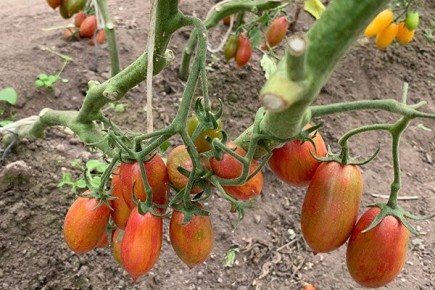 ������� �������� � ����� �������: ����� ������� ����