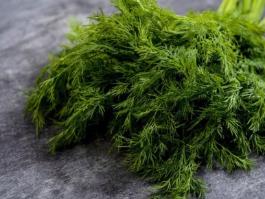 Как вырастить укроп на подоконнике: простые советы для круглогодичного урожая