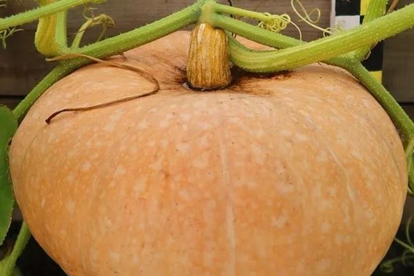 ����� ��������: ��� �������, ��������� � ����������� �� ������