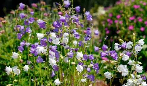 ���������� �������������: ��� ������� � ��������� �� ������������ �������� ����������