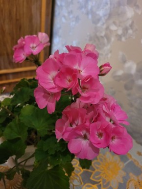 Секреты ухода за геранями: как сохранить их красоту и цветение круглый год