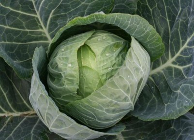 Как правильно собрать семена капусты: советы для успешного семеноводства