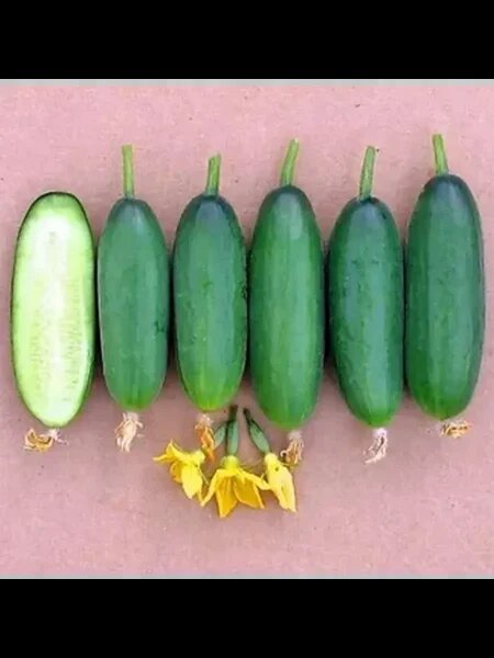 Огурец Веер: новый стандарт садоводов