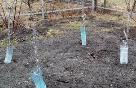 Пластиковые бутылки как незаменимый щит для садовых деревьев