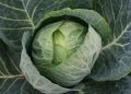 Как правильно собрать семена капусты: советы для успешного семеноводства