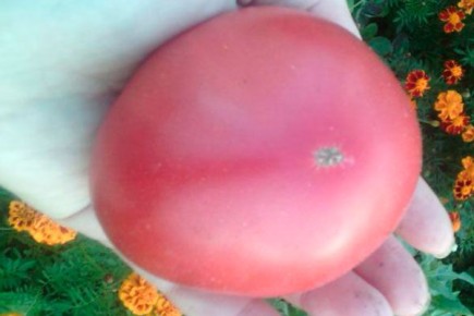 � ����������� ������ ������� ����������