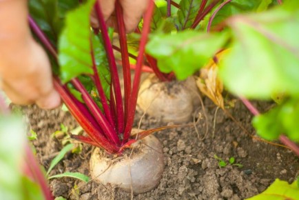 �������� ������� ������: ������� �����������