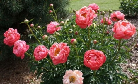 Как правильно заботиться о растениях в конце цветения