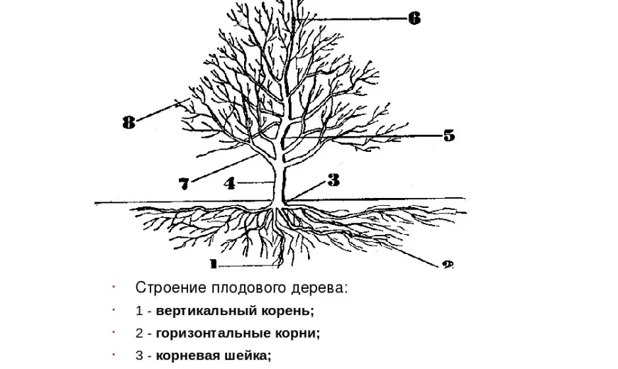 Выбор деревьев и кустарников: приживаемость и пересадка