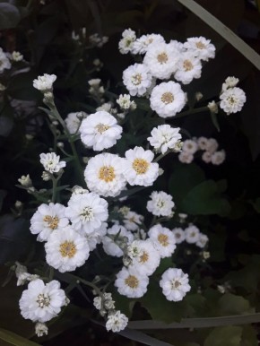 �� ��� ������������ �������� �������� ������������� ���������