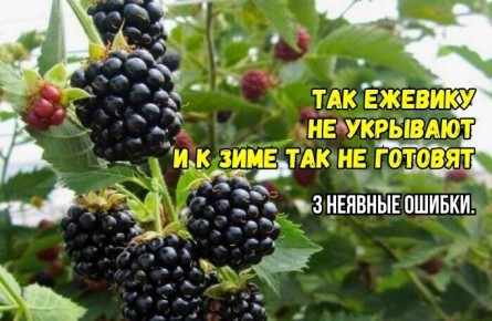 ��������������� ��� ���������: ��� ������ ��� ������� �������