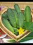 Огурец Борис: идеальный выбор для ранних сборов и вкусных заготовок