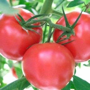 ����� ���� ����: ��� ��������� ������� ������� ����� � �������