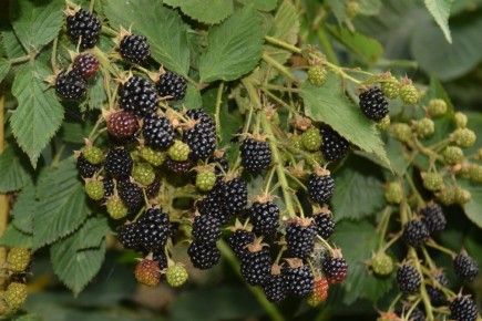 �������: ������� ��������� ����������� � �����