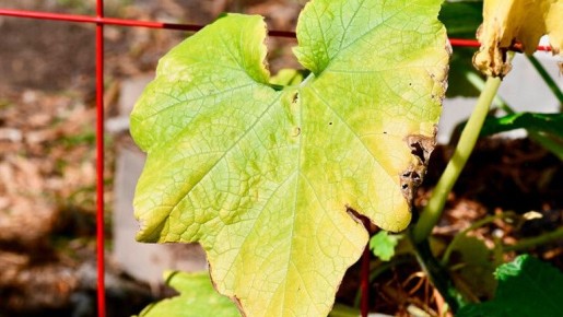 ������ ������� �� ����������: ������������ ��� ���������