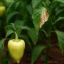 Перцы в угрозе: как спасти урожай от дефицита кальция без химии
