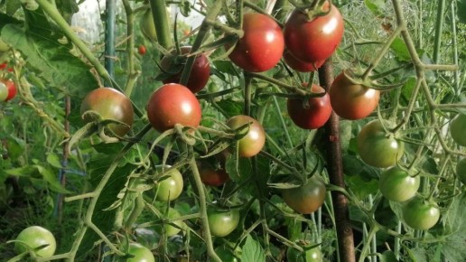 когда обещания о высоких урожаях оборачиваются разочарованием