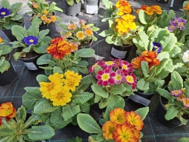 �������: ����� �����, ������� ������, �� ������������