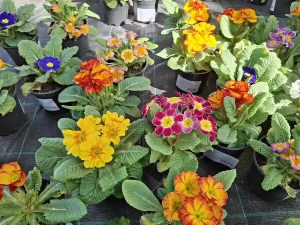 Примулы: яркие цветы на один сезон или многолетние красавцы?