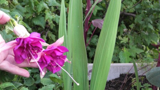 ������: ����������� ����������� � ������� ����������